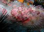 scorpion fish