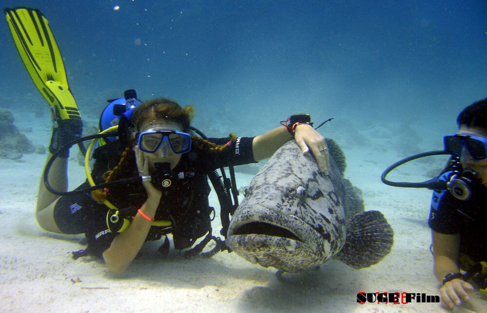 Scuba Diving in Australia - Cairns with Goliath Grouper