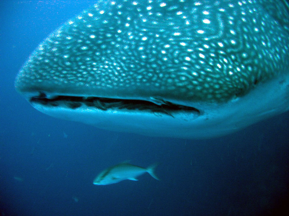 Whalesharks in Galapagos - Walhaie