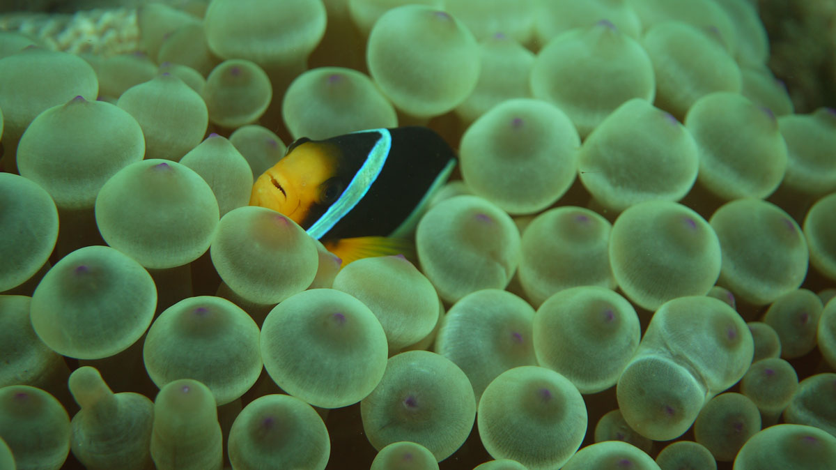 clownfish in musandam, oman