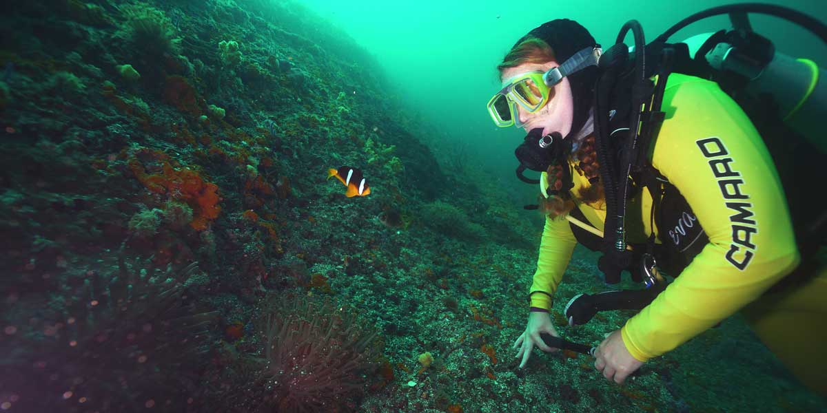 Heute im Ring: Der Clownfisch und Sassi