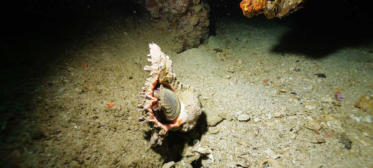 muschelfund in musandam