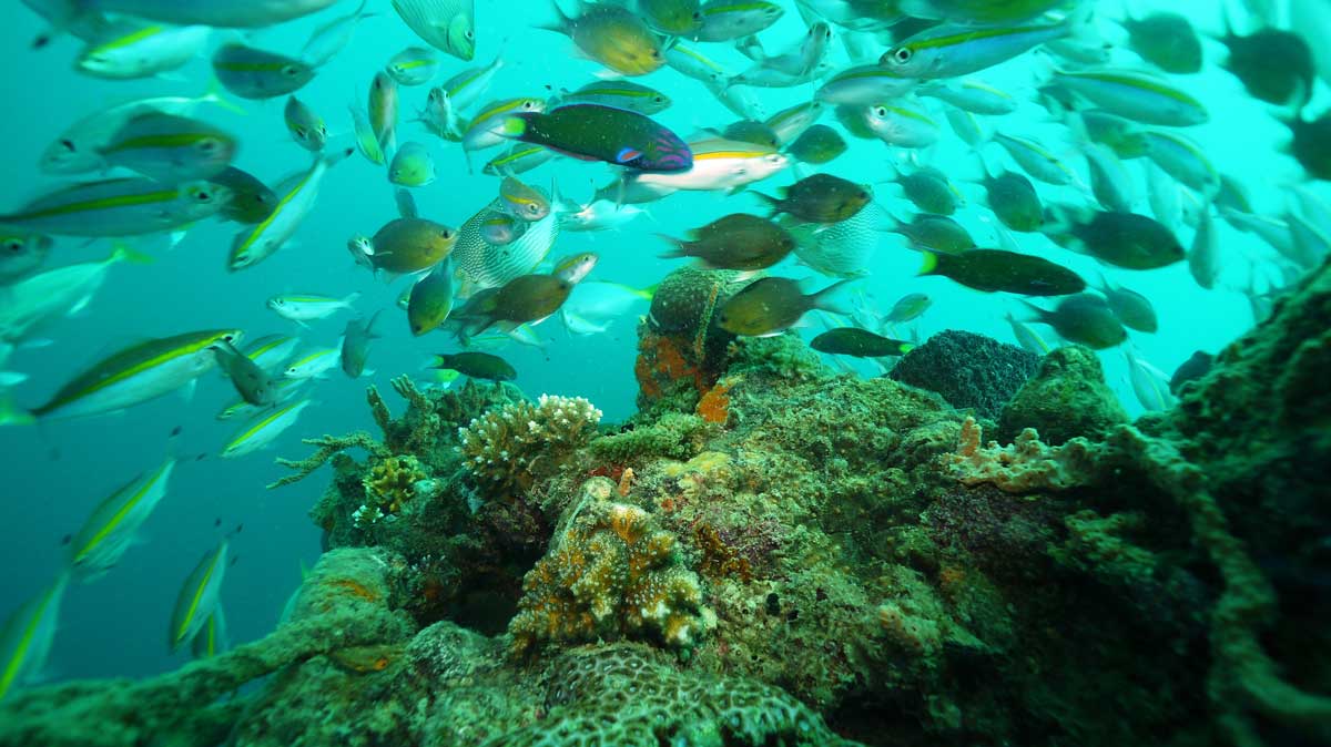 Tauchen auf Malapascua (Philippinen)