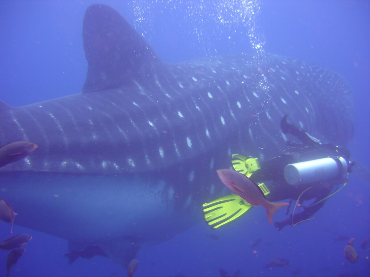 Diving with Whalesharks / Galapagos, Ecuador