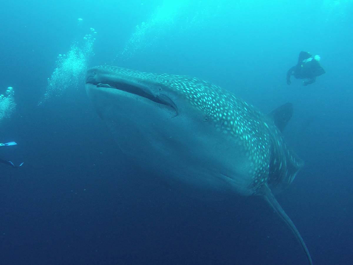 Walhaibegegnung in Darwin